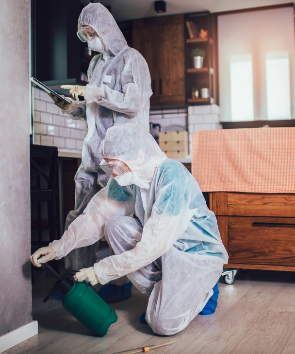 Local Rose Bay pest control specialist at work